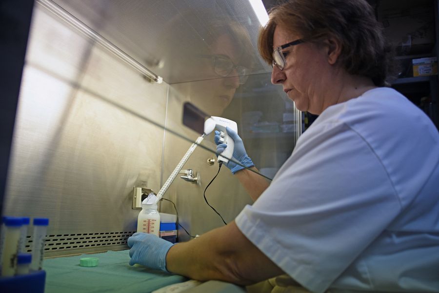 Una trabajadora del Banco de Tejidos de Palma de Mallorca manipula un frasco de leche materna.