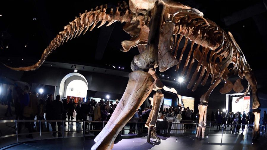 Imagen del Patagotitan mayorum exhibido en el Museo de Historia Natural de Nueva York.