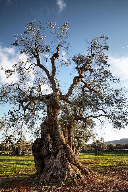 Se calcula que sólo en la provincia de Jaén hay más de 60 millones de olivos.