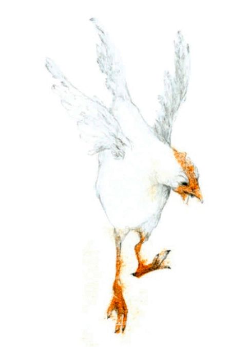 El pollo Hambruna y Pestilencia