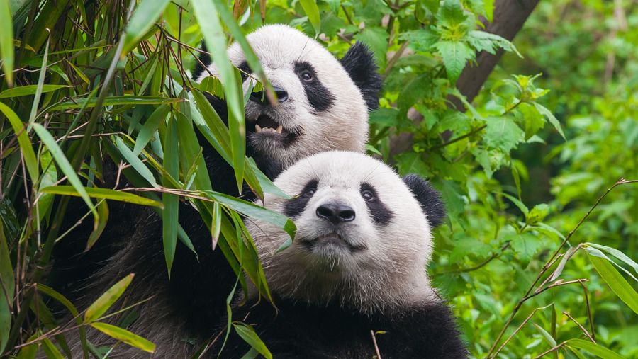 Dos ejemplares de oso panda