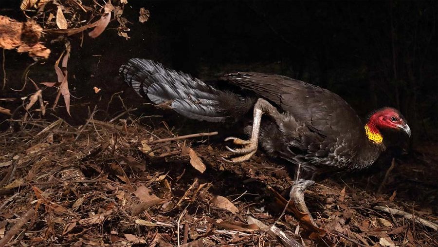 'El pájaro incubador'. GERRY PEARCE