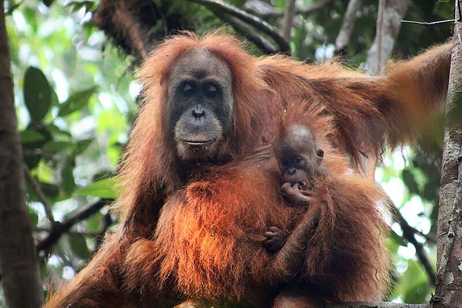 Un orangután de Tapanuli con su cría