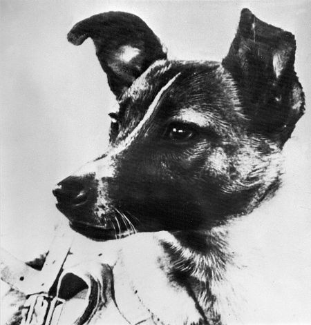 Laika, en una fotografía de 1957 publicada en el diario soviético 'Pravda'