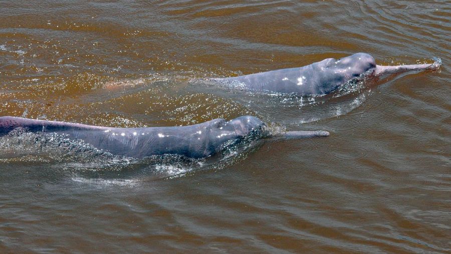 En Brasil se denomina
