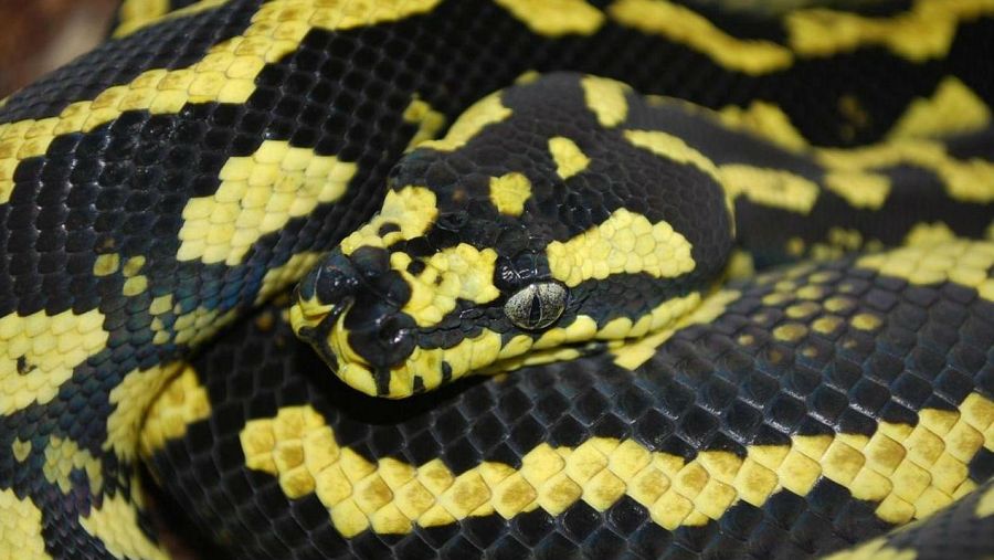 La herpetología estudia a los reptiles
