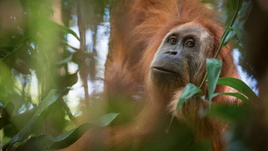 Ejemplar de Pongo tapanuliensis. Andrew Walmsley