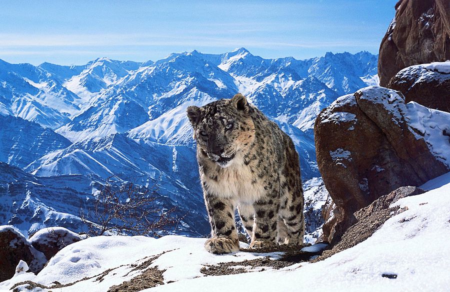 PLANET EARTH II_ Mountains*EMBARGOED UNTIL 29 OCTOBER 2016*
