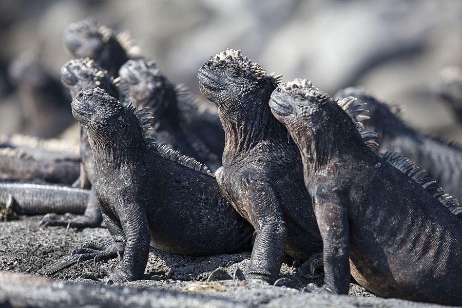 PLANET EARTH II_ Supporting Iconic