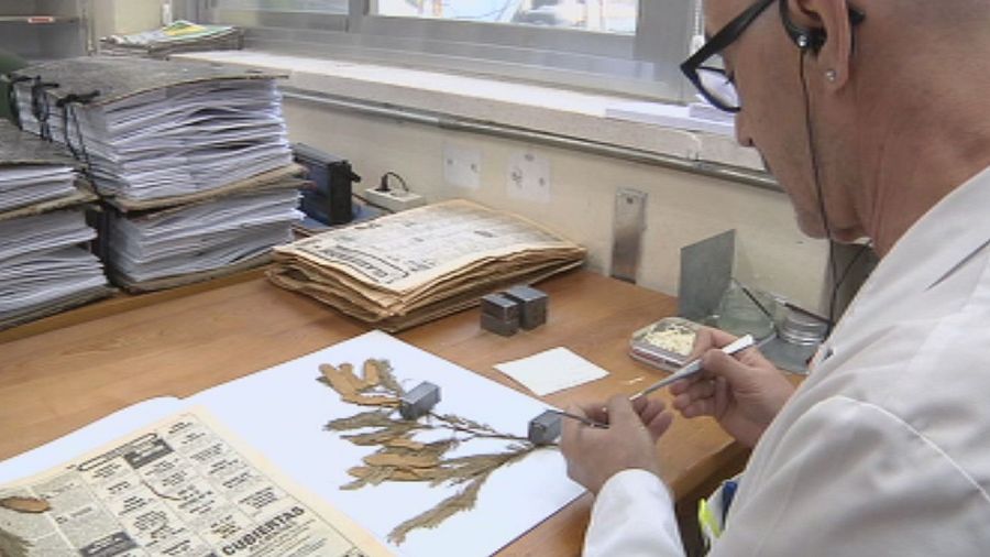 Proceso de digitalización de ejemplares del Herbario