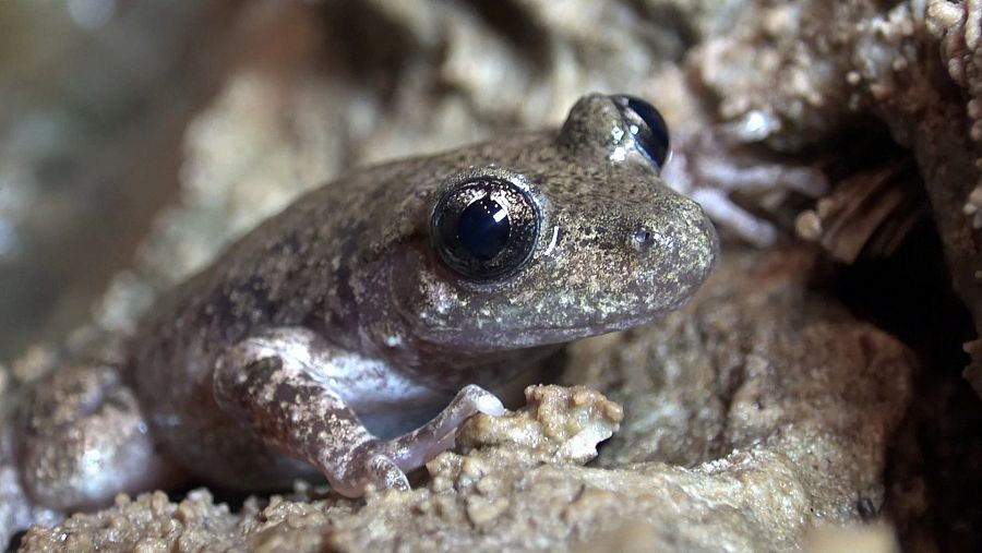 El ferreret, uno de los anfibios más pequeños del mundo