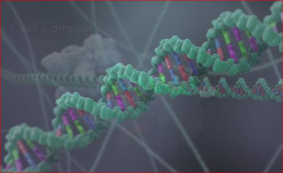  La técnica CRISPR ha revolucionado la edición genética 