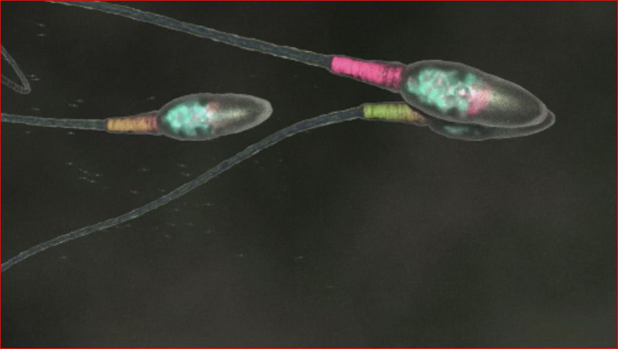 Animación para explicar el  movimiento de los espermatozoides