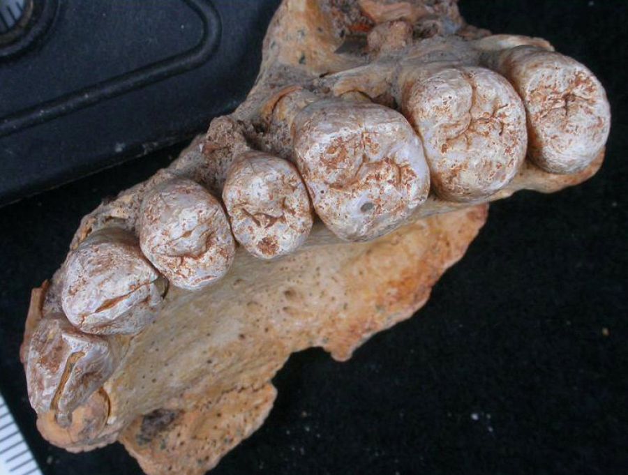 La mandíbula de Misliya, que tiene una antigüedad de más de 177.000 años