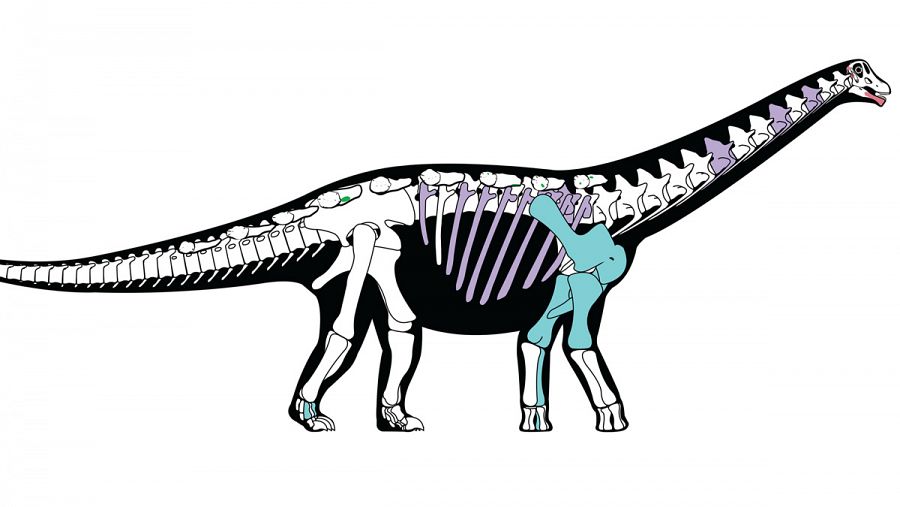Representación del esqueleto del Mansourasaurus shahinae.