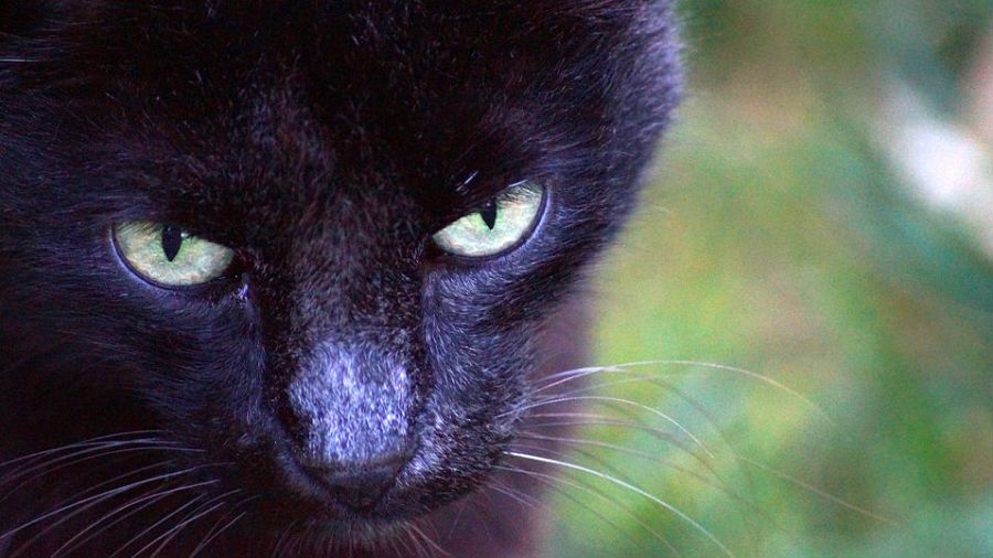 Más de 33.000 gatos son abandonados anualmente en España