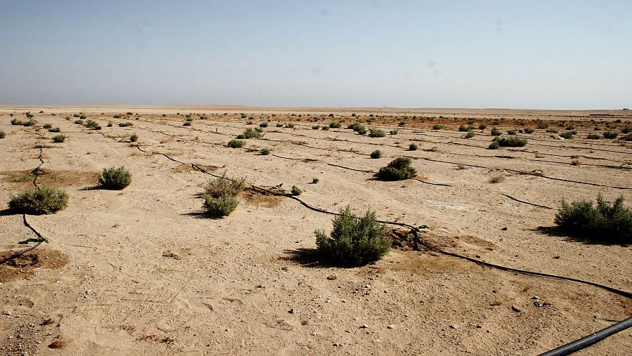 El descenso de las precipitaciones, provocado por el cambio climático, combinado con la sobreexplotación del agua en la agricultura, están desecando peligrosamente las tierras.