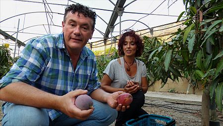 Capone verá cómo son los mangos de la tierra