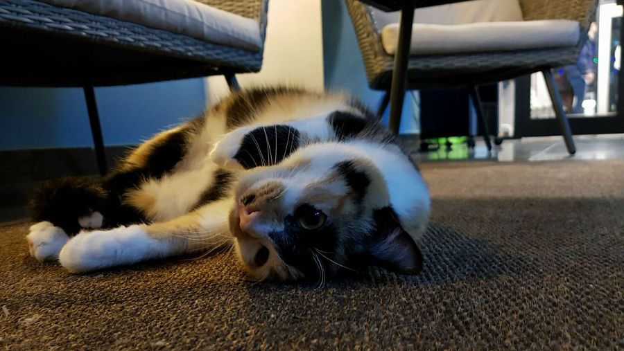 Uno de los gatos de Polineko (Madrid)