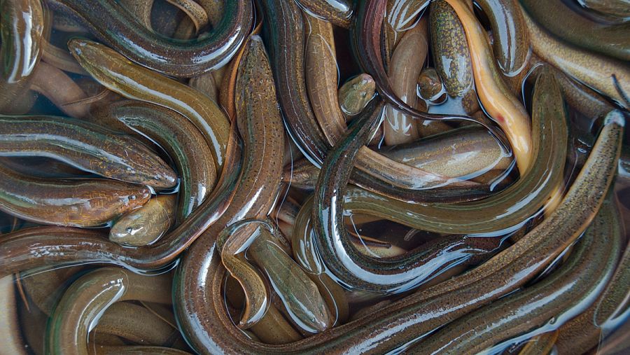 Anguilas frescas en un mercado de Vietnam