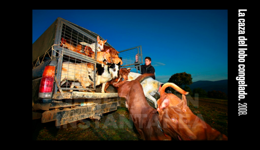 La caza del lobo congelado, una fotografía de Ricardo Cases