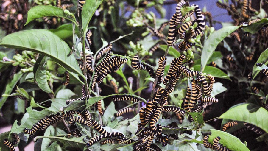 Orugas que en pocas semanas se convertirán en mariposas