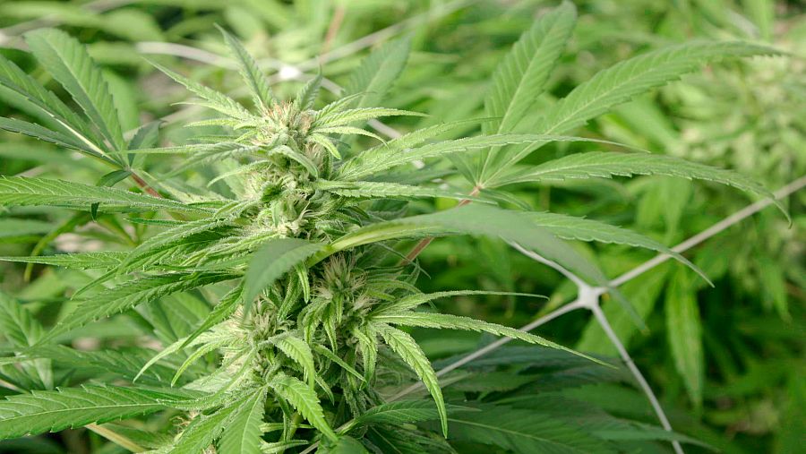 La hierba está disponible en una treintena de variedades distintas, cada una con sus propiedades específicas. Se compra a granel, o en porros ya liados, listos para su consumo.