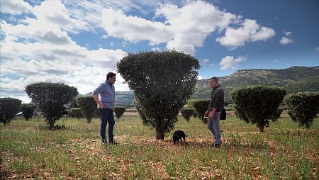 Capone cogerá trufa en uno de los pocos campos destinados al cultivo de este hongo de lujo