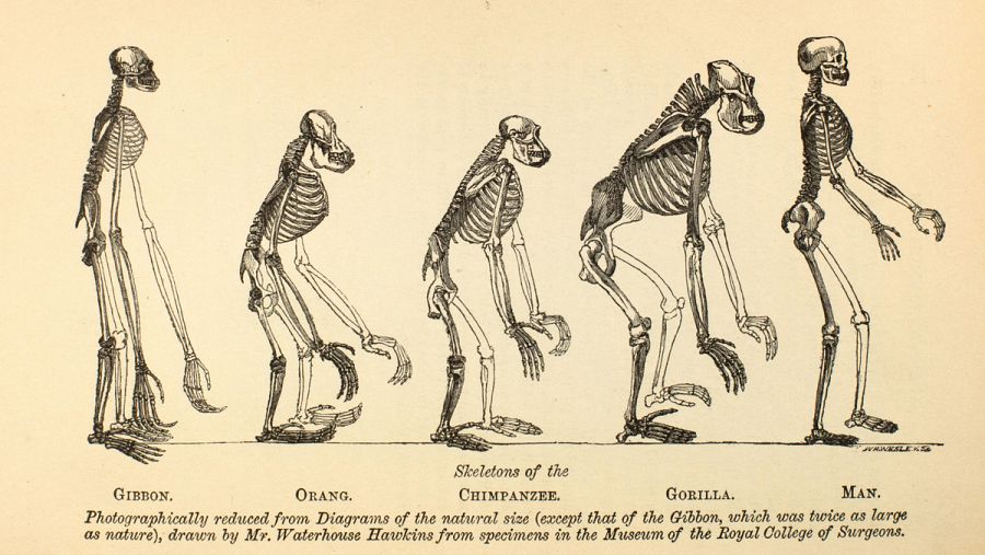 'Diagrams of the natural size', Waterhouse Hawkins. MUSEO NACIONAL DE ANTROPOLOGÍA