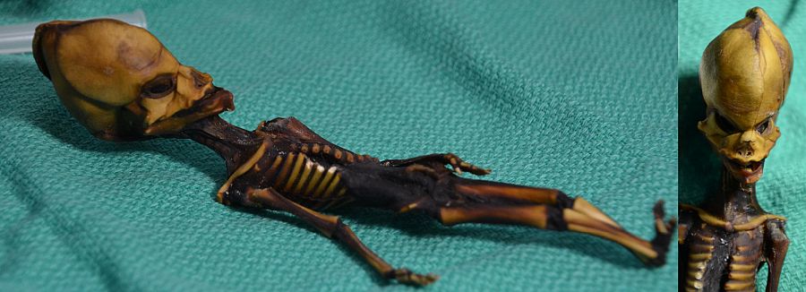 Imagen del esqueleto momificado Ata, de apenas 15 centímetros