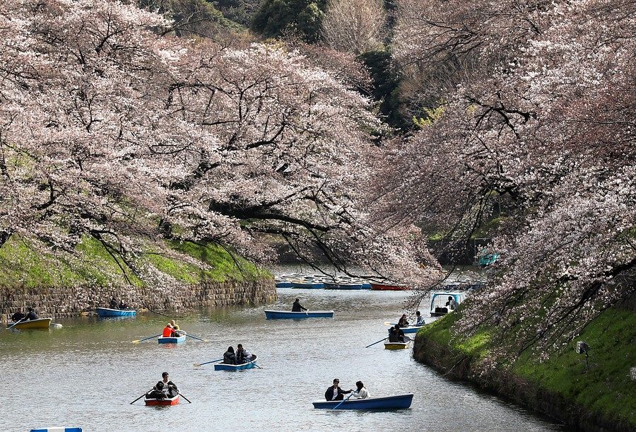 Cerezos en flor en Tokio