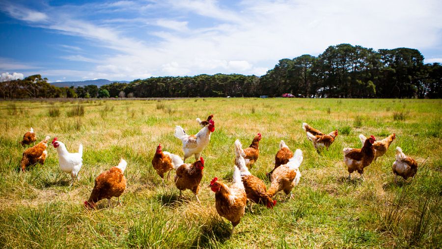 La creciente preocupación por el bienestar animal ha fomentado la creación de explotaciones de gallinas camperas.