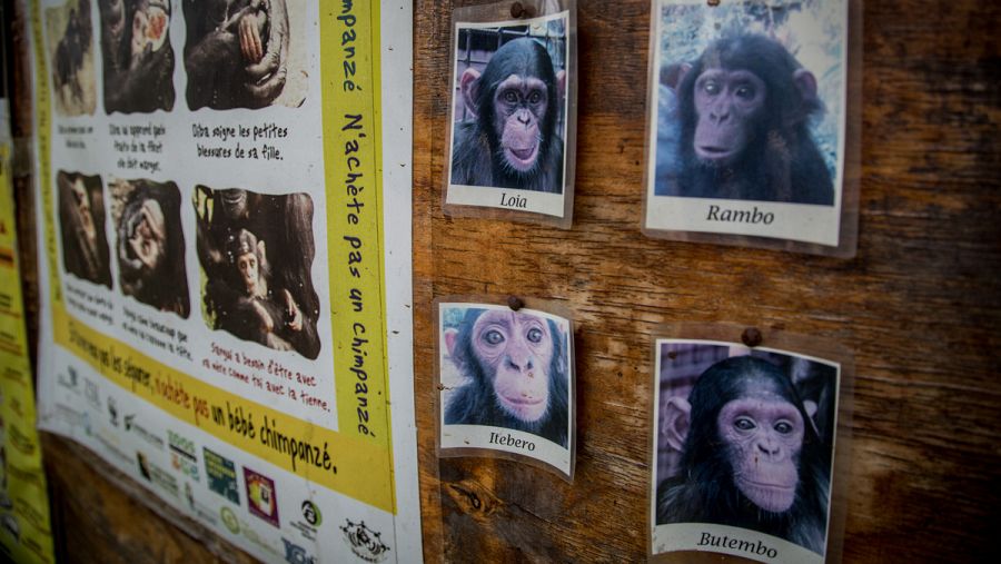 Lwiro es un centro de referencia internacional para la recuperación de primates.