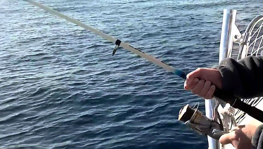 Pesca con caña del atún