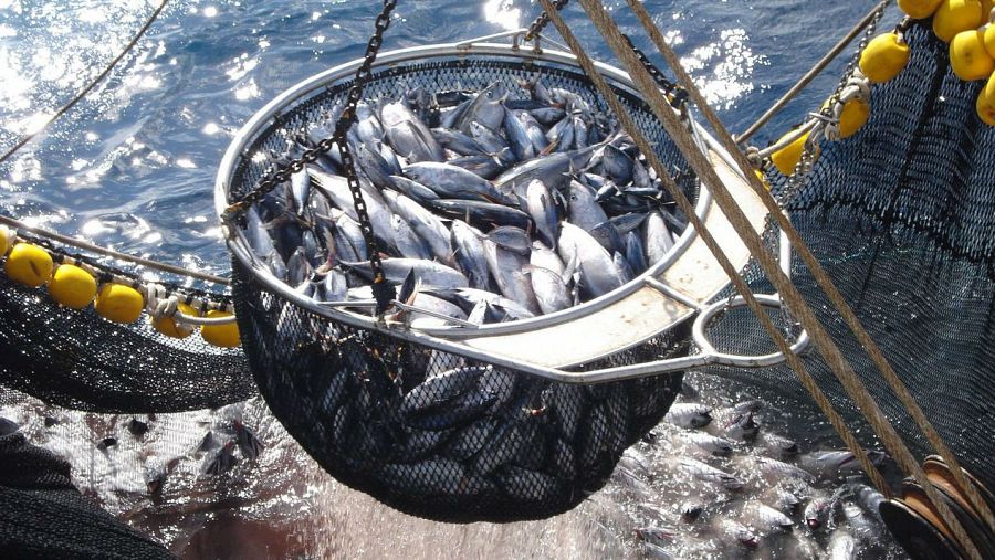 Pesca en redes del atún
