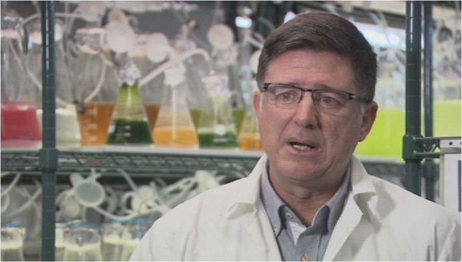 El BEA es una autoridad internacional para la salvaguarda de cepas de microalgas a partir de las cuales se desarrollan patentes