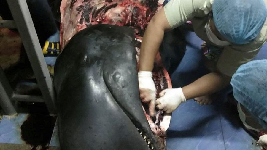 Momento de la autopsia a la ballena fallecida en Tailandia