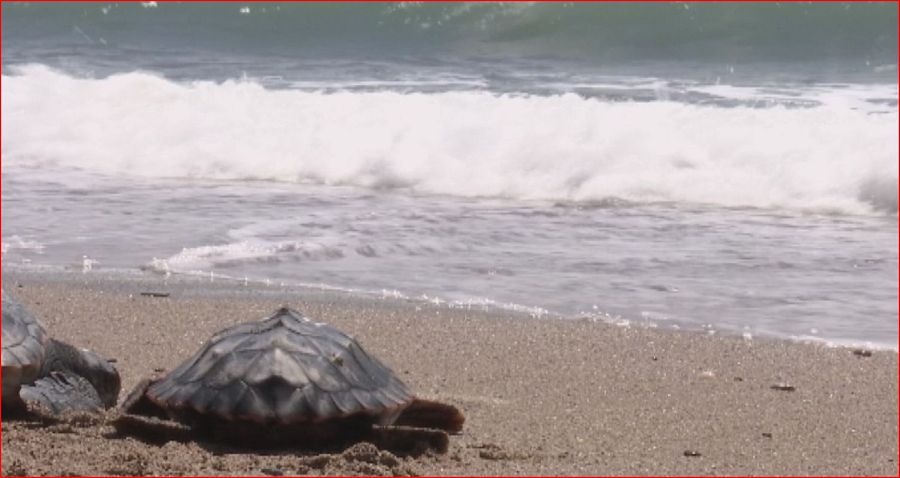 Las playas arenosas del Mediterráneo occidental son candidatas a convertirse en regiones de anidación exitosas para la tortuga boba.