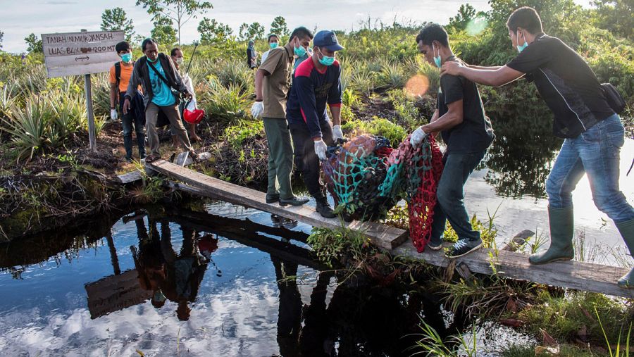 En los últimos diez años, más de 50 orangutanes han sido rescatados en el bosque de Sungai Putri y sus alrededores.