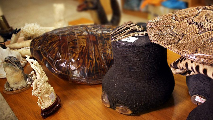 Fotografía facilitada por WWF, del almacén de decomisos de la Autoridad Administrativa CITES España.