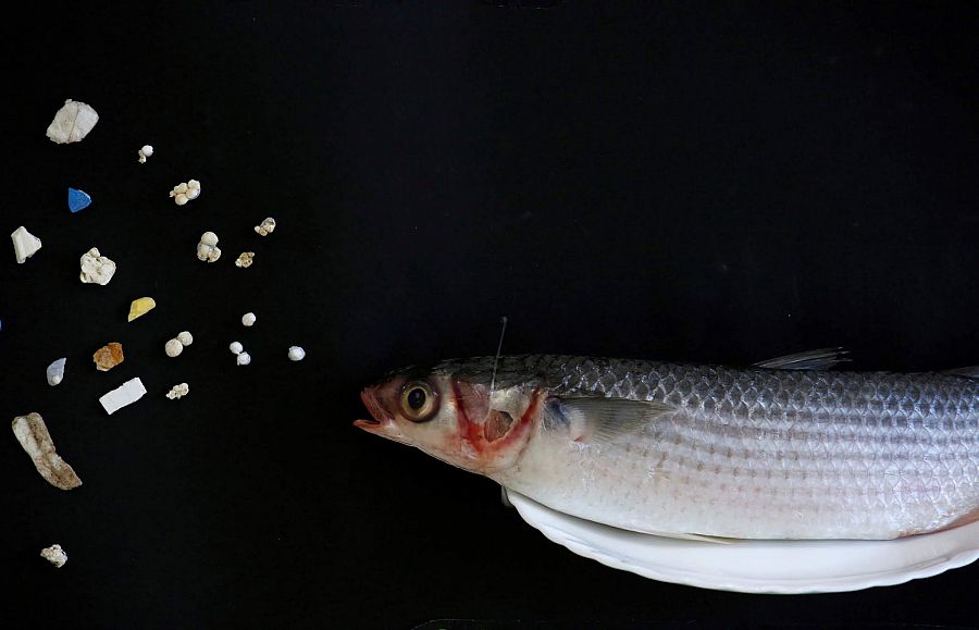 Actualmente, 12 millones de toneladas de basura llegan a los mares y océanos cada año