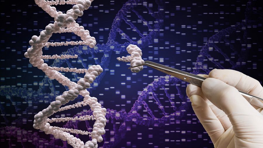 La herramienta CRISPR actúa a modo de tijeras moleculares, que cortan, reemplazan o modifican defectos genéticos.