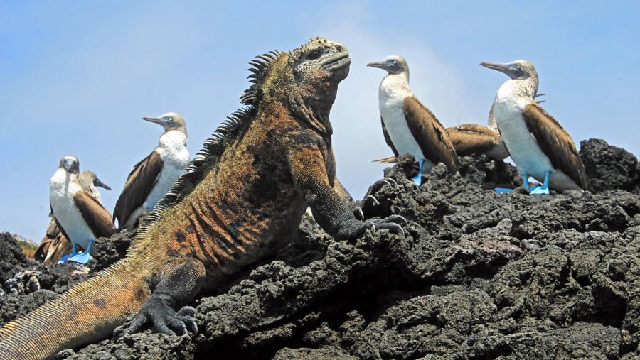 La iguana terrestre y el piquero patiazul son dos de las especies que se pueden observar en las Islas Galápagos