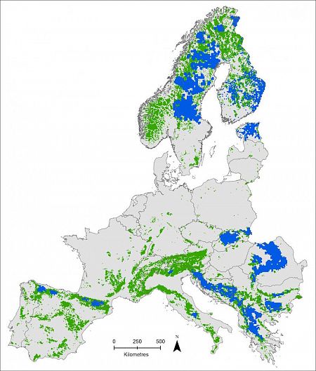 Áreas habitadas por los osos pardos (azul), áreas adecuadas pero inhabitadas aún (verde) y áreas inapropiadas (gris). Foto: Néstor Fernández