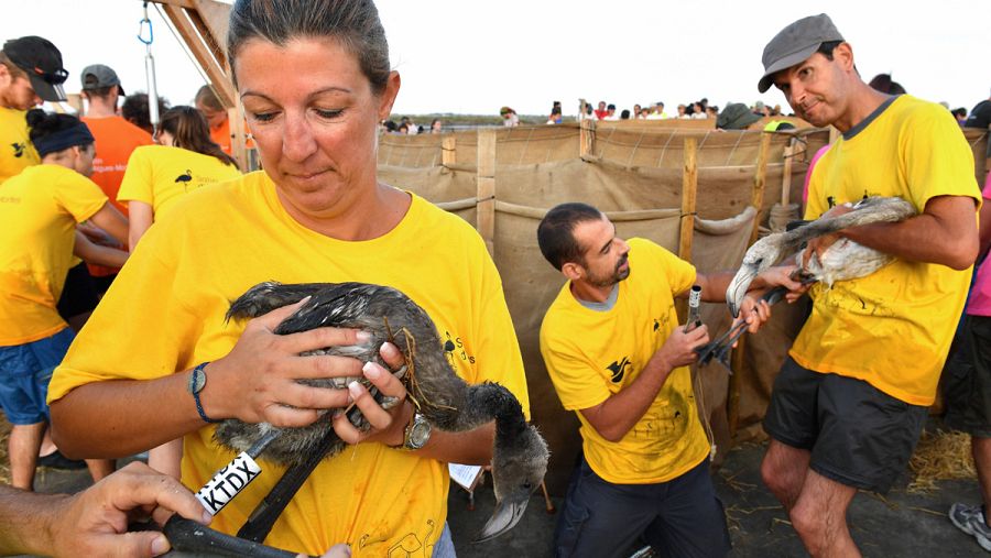 Voluntarios durante el anillamiento de flamencos.