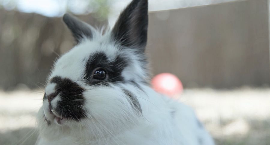 El conill Lolo aquest a 'La meva mascota i jo'