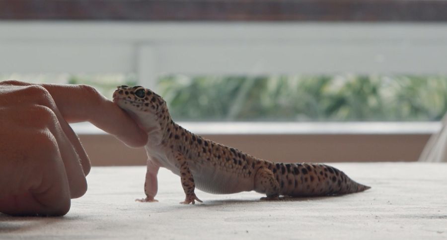 El dragó Oliver a 'La meva mascota i jo'