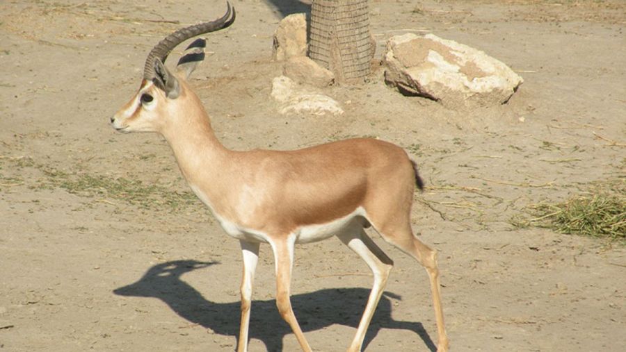 Gacela dorca, en peligro de extinción por los conflictos bélicos