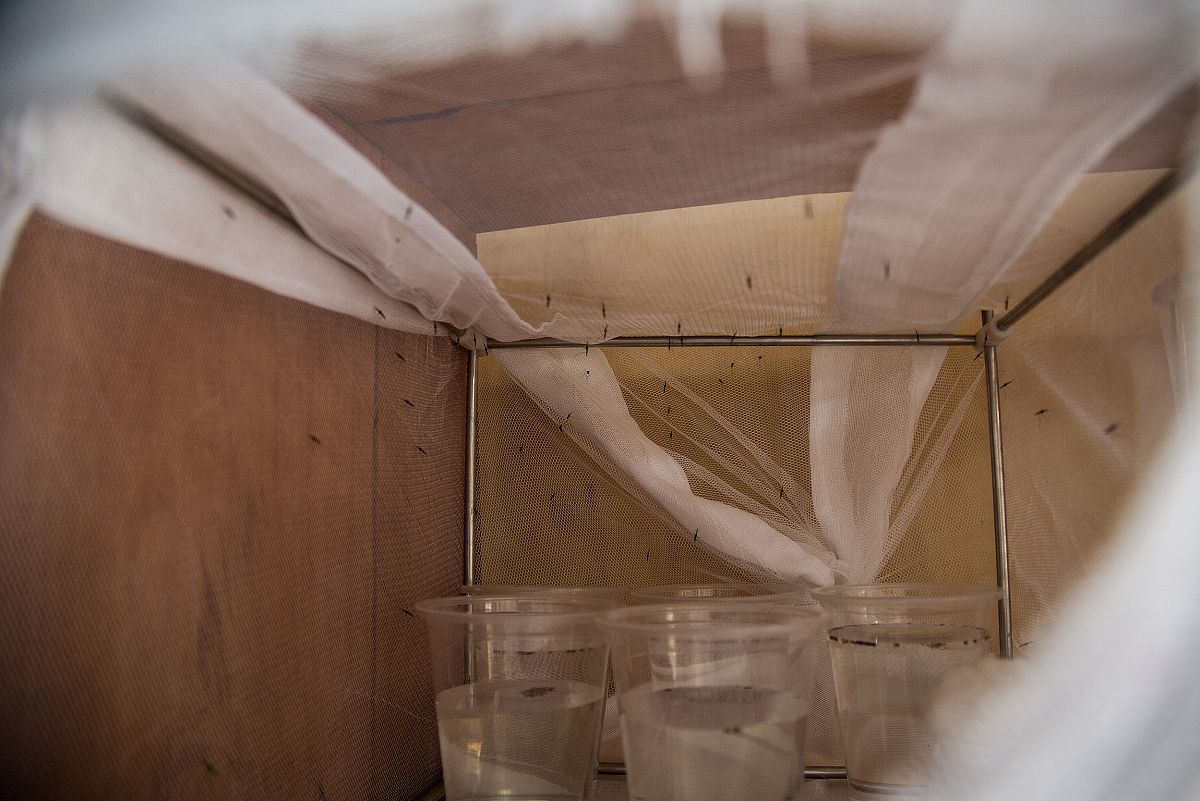 Interior de la zona de cultivo de mosquitos, dentro de una mosquitera.