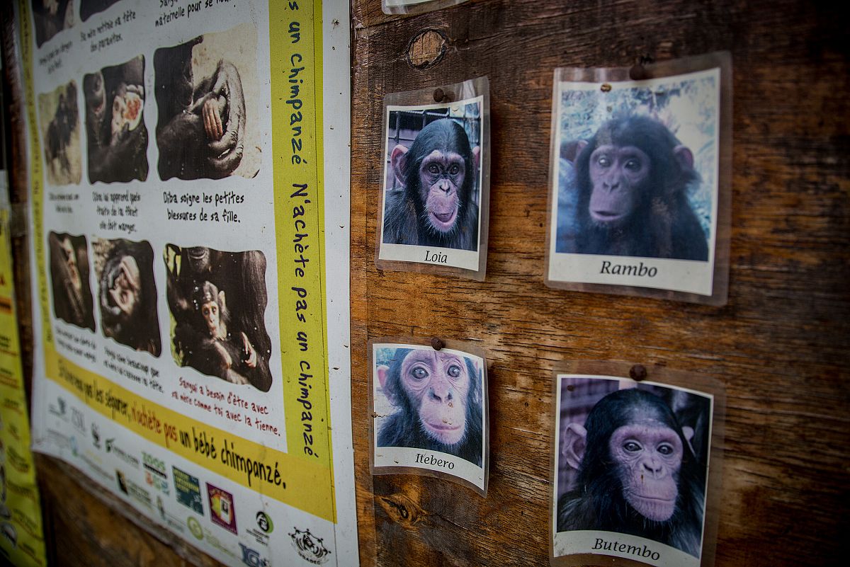 Tabln de anuncios en el centro de conservacin de Lwiro, mostrando un primer plano de cuatro chimpancs recogidos en el centro: Loia, Rambo, Itebero y Butembo.